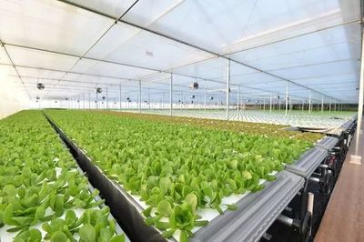 年產19茬蔬菜的工廠到底有多“恐怖”？全面揭秘京東植物工廠