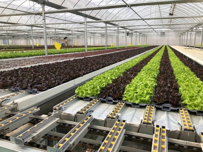 孫橋農業智能化蔬菜工廠建設圓滿完工，苗木產業邁向新紀元