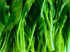 油菜 餐桌上的營養(yǎng)明星與田間地頭的生態(tài)衛(wèi)士